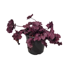 Heuchera 'Forever Purple' / Tűzeső