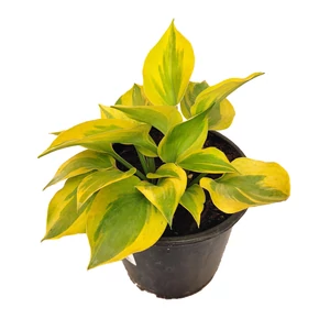 Hosta  'June Fever' / Árnyékliliom