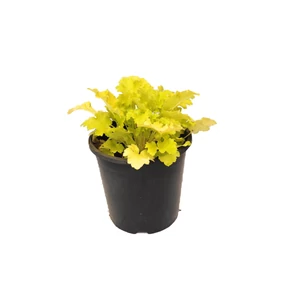 Heuchera 'Lime Rickey' / Tűzeső