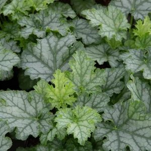 Heuchera 'Lime Swizzle' / Tűzeső