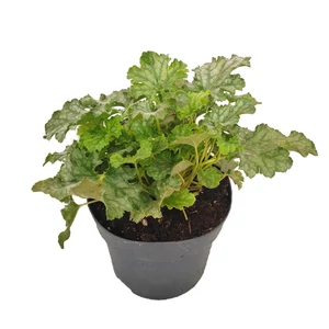 Heuchera 'Lime Swizzle' / Tűzeső