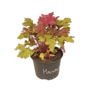 Heuchera 'Marmelade' / Tűzeső