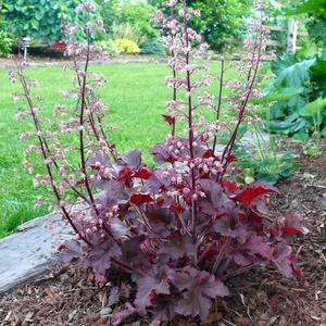 Heuchera 'Melting Fire' / Tűzeső