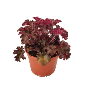 Heuchera 'Melting Fire' / Tűzeső