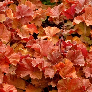 Heuchera 'Northern Exposure Amber' / Tűzeső