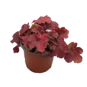 Heuchera 'Northern Exposure Amber' / Tűzeső