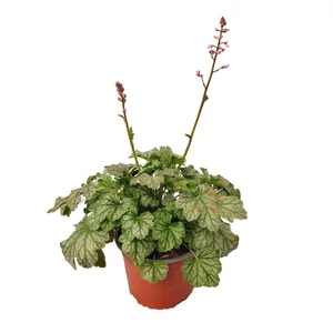 Heuchera 'Paris' / Tűzeső