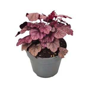 Heuchera 'Pink Panther' / Tűzeső
