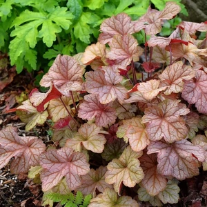 Heuchera 'Pinot Gris' / Tűzeső