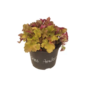 Heuchera 'Rockies Amber' / Tűzeső