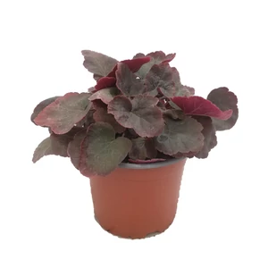 Heuchera 'XXL' / Tűzeső