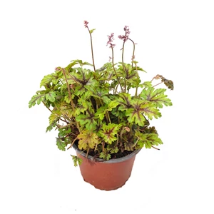 Heucherella 'Tapestry' / Turbáncső