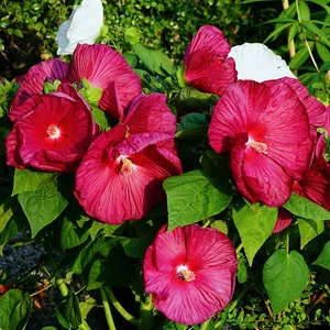 Hibiscus moscheutos 'Luna Red' / Piros virágszínű mocsári hibiszkusz