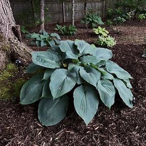 Hosta  'Blue Angel' / Árnyékliliom