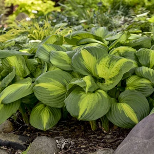 Hosta 'Cathedral Windows' / Árnyékliliom