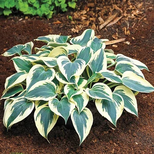 Hosta 'Firn Line' / Árnyékliliom