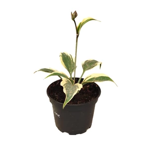 Hosta 'Firn Line' / Árnyékliliom