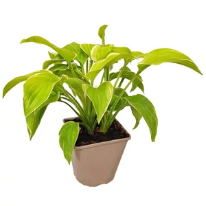 Hosta  'Fragrant Bouquet' / Árnyékliliom