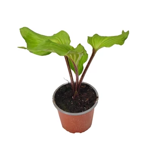 Hosta  'Goosberry Sundae' / Árnyékliliom