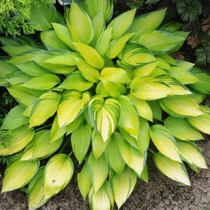 Hosta  'June Fever' / Árnyékliliom