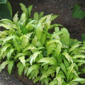 Hosta  'Kabitan' / Árnyékliliom