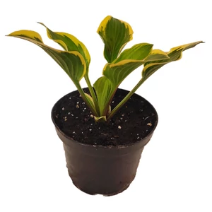 Hosta 'Queen Josephine' / Árnyékliliom