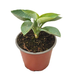 Hosta sieboldiana 'Big Daddy' / Árnyékliliom