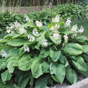Hosta  'T-Rex' / Árnyékliliom