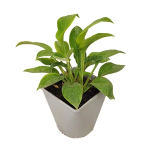 Hosta  'T-Rex' / Árnyékliliom
