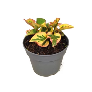 Houttuynia cordata 'Chameleon' / Kaméleonlevél