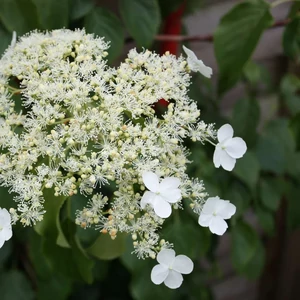 Hydrangea anomala ssp. petiolaris / Kúszó hortenzia