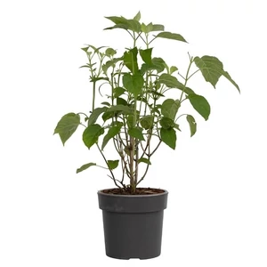 Hydrangea arborescens 'Strong Annabelle' / Cserjés hortenzia