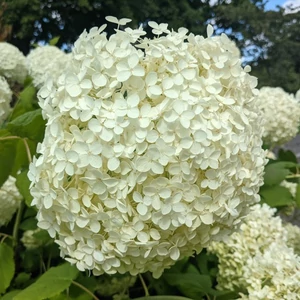 Hydrangea arborescens 'Strong Annabelle' / Cserjés hortenzia