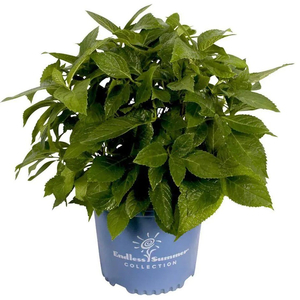 Hydrangea macrophylla 'Bluer Zwerg' / Kék virágú hortenzia