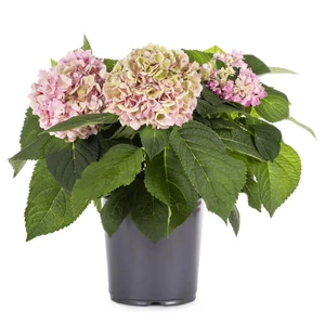 Hydrangea macrophylla / Kerti hortenzia