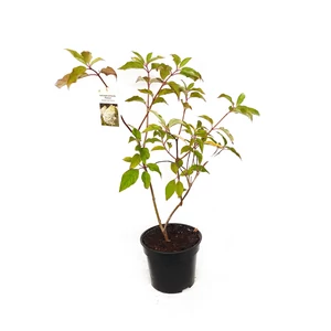 Hydrangea paniculata 'Phantom' / Bugás hortenzia