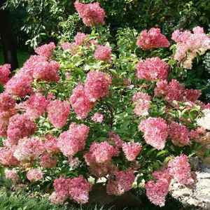 Hydrangea paniculata 'Ruby' / Bugás hortenzia