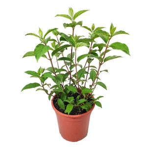 Hydrangea paniculata 'Sundae Fraise' / Bugás hortenzia