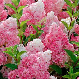 Hydrangea paniculata 'Vanille Fraise' / Bugás hortenzia