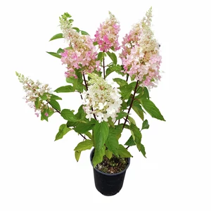 Hydrangea paniculata 'Vanille Fraise' / Bugás hortenzia