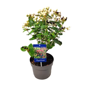 Hypericum 'Miracle Blizz' / Orbáncfű