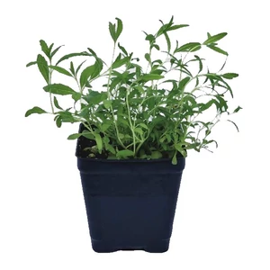 Hyssopus officinalis / Kerti izsóp