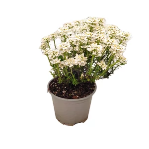 Iberis sempervirens 'Nevina'  / Örökzöld tatárvirág