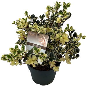 Ilex aquifolium 'Aurea Marginata' / Tarka levelű magyal