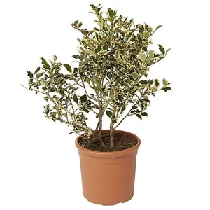 Ilex aquifolium 'Aureomarginata' / Tarkalevelű magyal