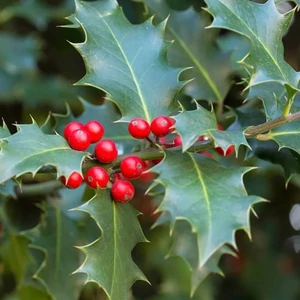Ilex meserveae 'Blue Angel' / Kék magyal