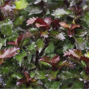 Ilex meserveae 'Little Rascal' / Törpe magyal