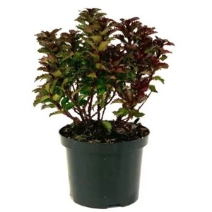 Ilex meserveae 'Little Rascal' / Törpe magyal