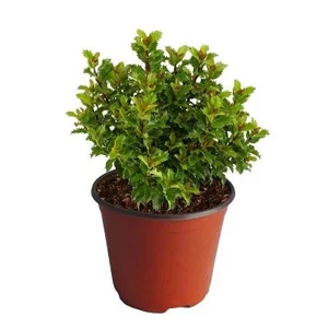 Ilex meserveae 'Little Rascal' / Törpe magyal