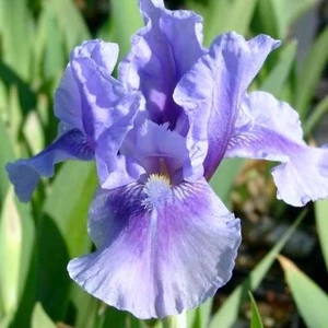 Iris 'Bedtime Story' / Törpe szakállas nőszirom